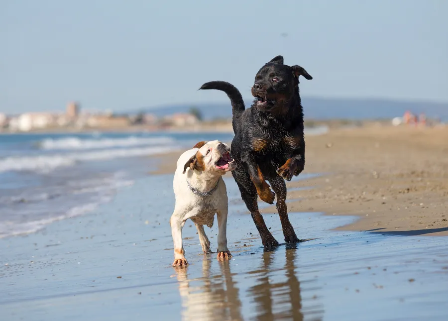 Saint Petersburg dog-friendly parks and lifestyle