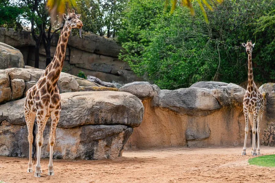 Lincoln Park Zoo Chicago families