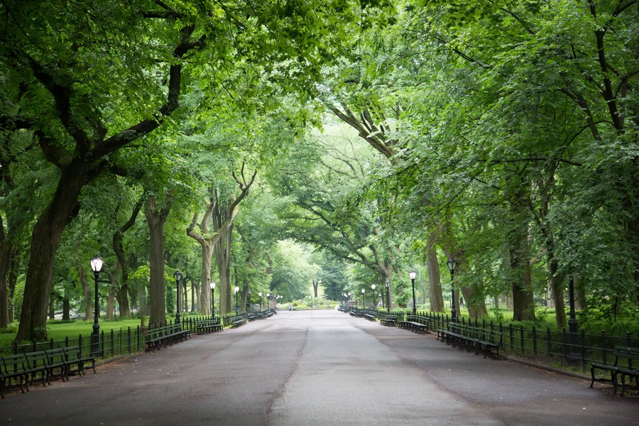 Columbus Avenue tree-lined street with brownstone facades