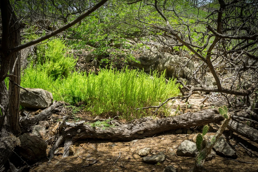 San Antonio Hill Country landscape with limestone cliffs and native vegetation surrounding trail access